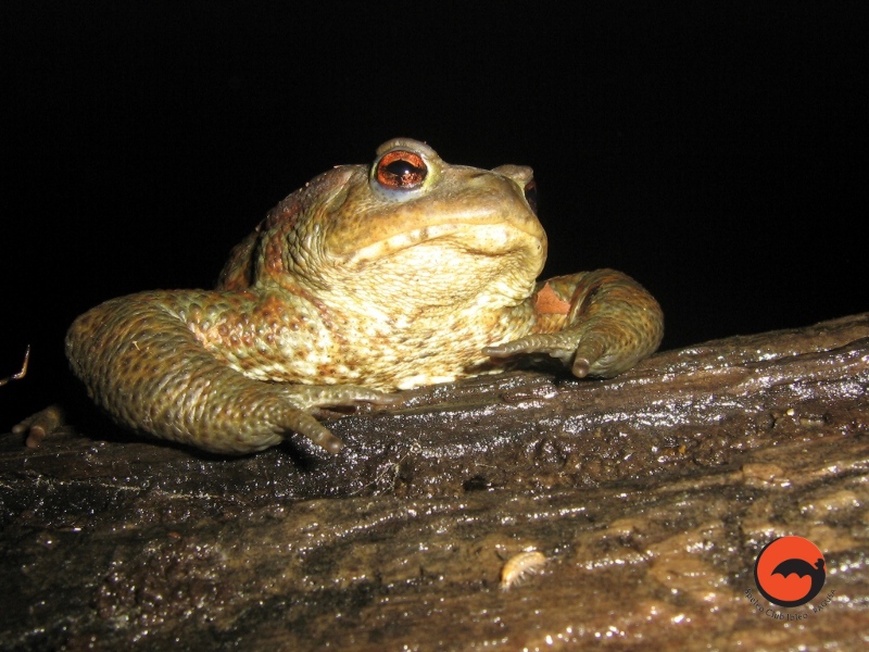 Foto di F. Zaccaria